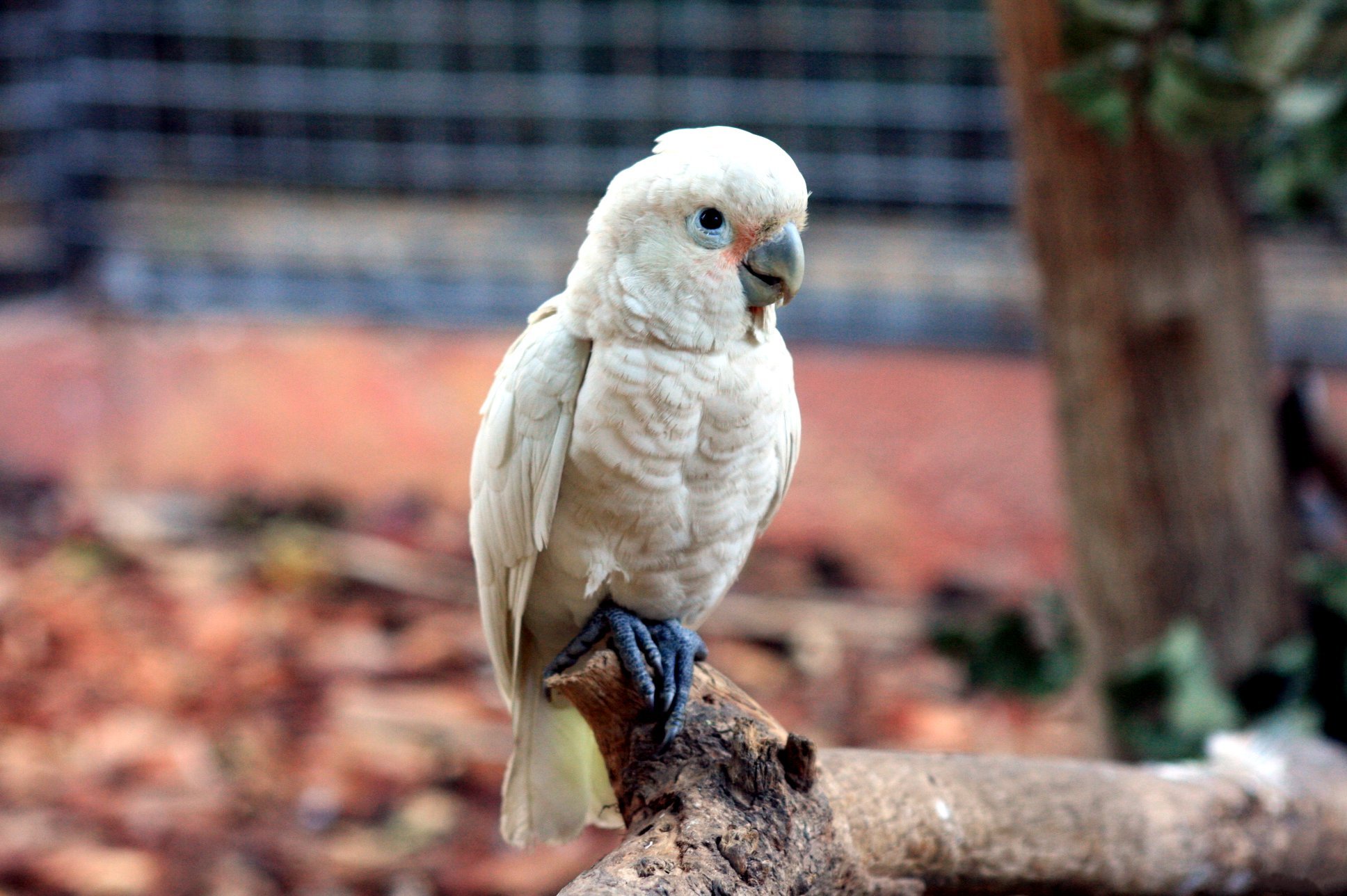 Kakadu Goffinov - Cacatua  goffini